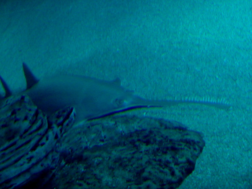 L'Oceanogr&agrave;fic Center.